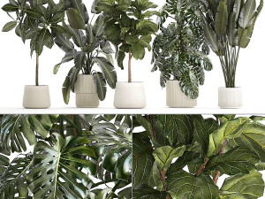 Set di bellissime piante e alberi in vaso per decorazione 1322 Modello 3D