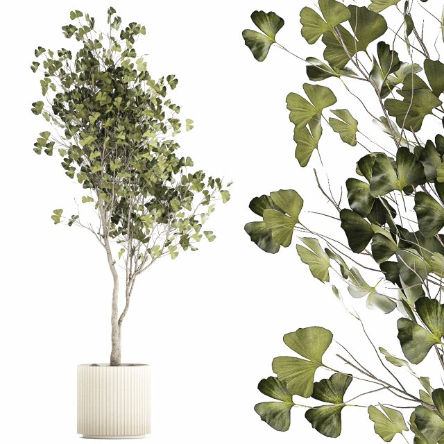 Beautiful Ginkgo biloba tree in pots for the interior 1333 3D Model .c4d .max .obj .3ds .fbx .stl .blend 