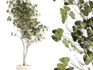 Beautiful Ginkgo biloba tree in pots for the interior 1333 Modelo 3D