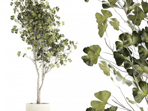 Linda árvore Ginkgo biloba em vasos para o interior 1333 Modelo 3D