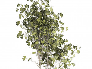 Beautiful Ginkgo biloba tree in pots for the interior 1333 3D Model