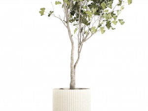 Beautiful Ginkgo biloba tree in pots for the interior 1333 3D Model