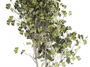 Beautiful Ginkgo biloba tree in pots for the interior 1333 3D Model