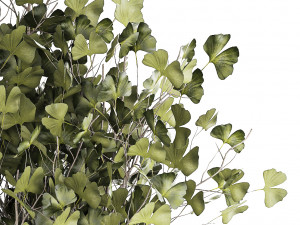 Beautiful Ginkgo biloba tree in pots for the interior 1333 3D Model