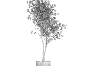 Beautiful Ginkgo biloba tree in pots for the interior 1333 3D Model