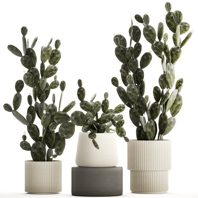 Set of beautiful prickly pear cacti in pots for interior 1334 3D-Modell .c4d .max .obj .3ds .fbx .stl .blend 