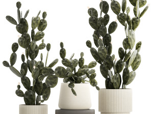 Set of beautiful prickly pear cacti in pots for interior 1334 Modelo 3D