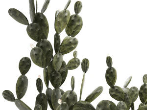 Conjunto de lindos cactos de pera espinhosa em vasos para interior 1334 Modelo 3D