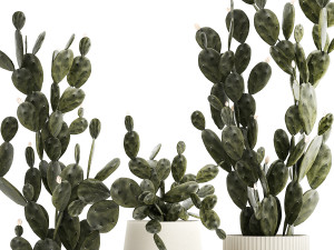 Set of beautiful prickly pear cacti in pots for interior 1334 3D-Modell