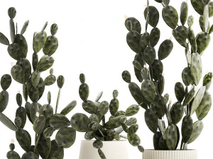 Conjunto de lindos cactos de pera espinhosa em vasos para interior 1334 Modelo 3D