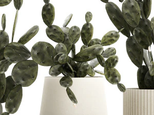 Conjunto de lindos cactos de pera espinhosa em vasos para interior 1334 Modelo 3D