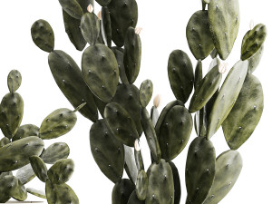 Set of beautiful prickly pear cacti in pots for interior 1334 3D-Modell