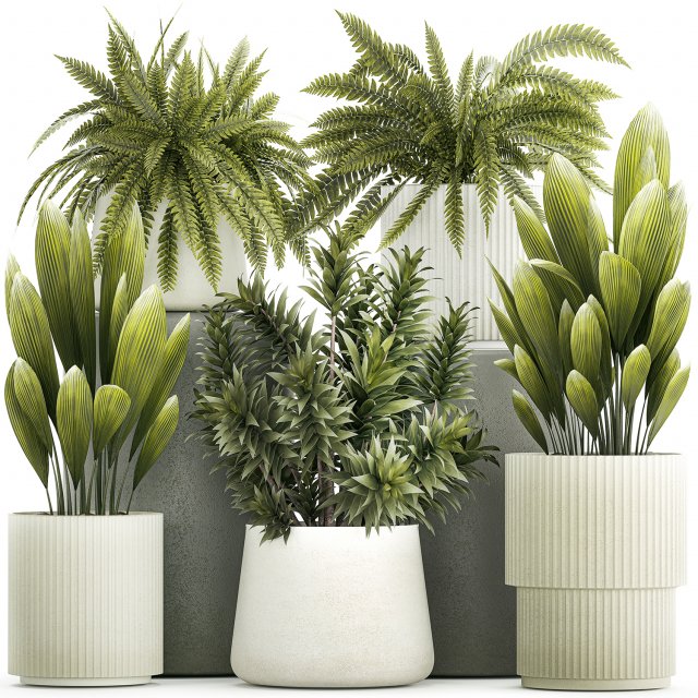 Set of beautiful fern and Dracaena plants in pots for interior 1335 Modello 3D .c4d .max .obj .3ds .fbx .stl .blend 
