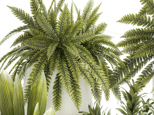 Set of beautiful fern and Dracaena plants in pots for interior 1335 Modello 3D