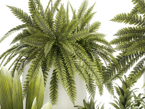 Set of beautiful fern and Dracaena plants in pots for interior 1335 3D Model