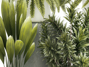 Set of beautiful fern and Dracaena plants in pots for interior 1335 Modello 3D