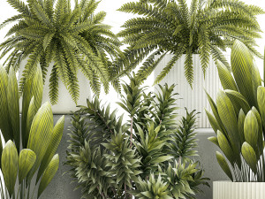 Set of beautiful fern and Dracaena plants in pots for interior 1335 Modello 3D