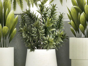 Set of beautiful fern and Dracaena plants in pots for interior 1335 3D Model