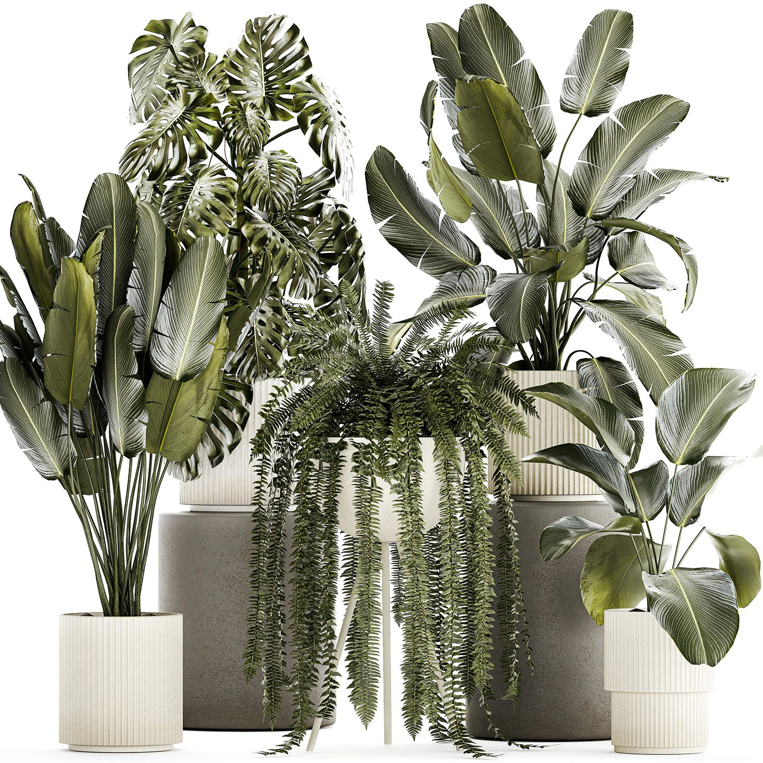 Set of beautiful fern and Strelitzia plants in pots for interior 1336 3D Model .c4d .max .obj .3ds .fbx .stl .blend 