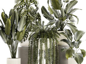 Conjunto de lindas plantas de samambaias e Strelitzia em vasos para interior 1336 Modelo 3D