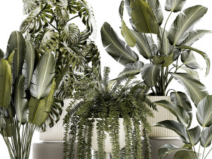 Set of beautiful fern and Strelitzia plants in pots for interior 1336 Model 3D