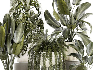 Set of beautiful fern and Strelitzia plants in pots for interior 1336 3D Model
