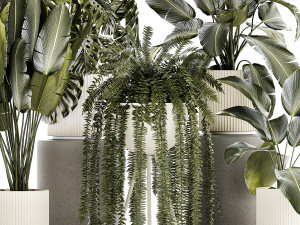 Set of beautiful fern and Strelitzia plants in pots for interior 1336 Model 3D