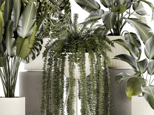 Set of beautiful fern and Strelitzia plants in pots for interior 1336 3D Model