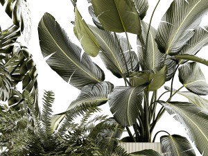 Set of beautiful fern and Strelitzia plants in pots for interior 1336 Model 3D