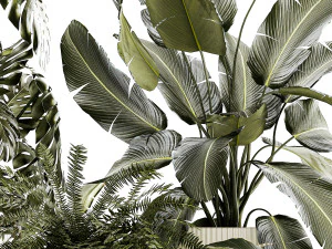 Set of beautiful fern and Strelitzia plants in pots for interior 1336 3D Model