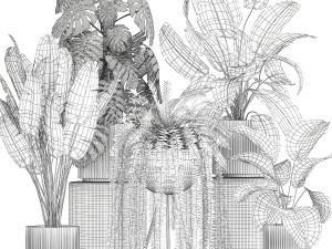 Set of beautiful fern and Strelitzia plants in pots for interior 1336 Model 3D