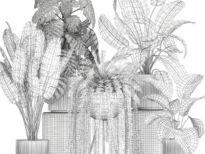 Set of beautiful fern and Strelitzia plants in pots for interior 1336 3D Model