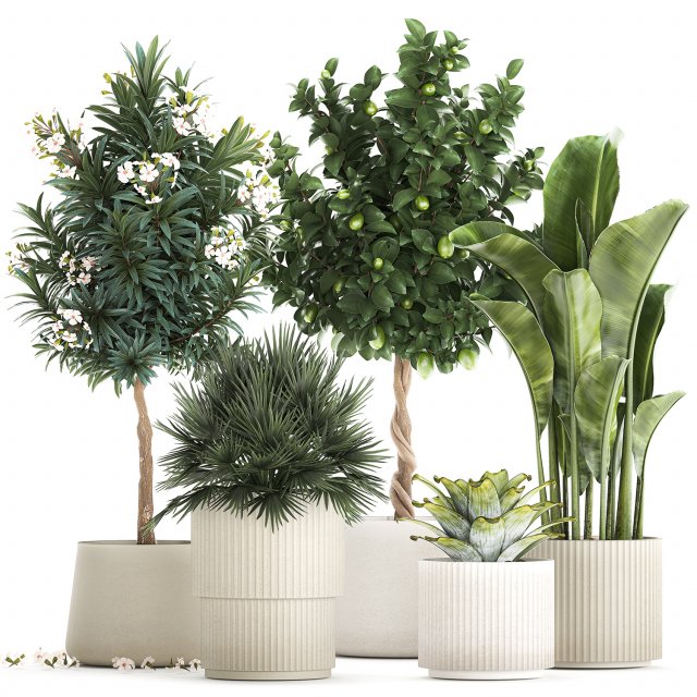 Set of beautiful plants lemon tree palm tree potted 1337 3D Модель .c4d .max .obj .3ds .fbx .stl .blend 