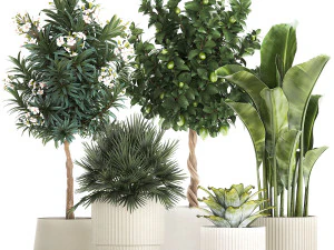 一套美丽的植物柠檬树棕榈树盆栽 1337 3D 模型