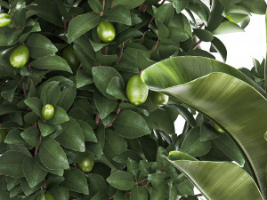 Set of beautiful plants lemon tree palm tree potted 1337 3D Модель