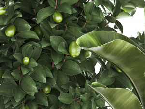 Set of beautiful plants lemon tree palm tree potted 1337 3D Model