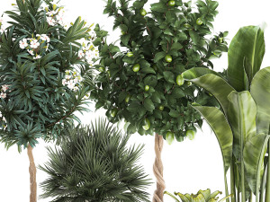 Set of beautiful plants lemon tree palm tree potted 1337 3D Модель