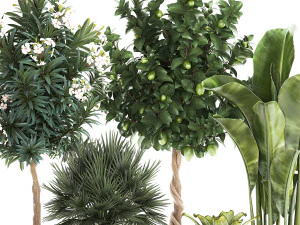 Set of beautiful plants lemon tree palm tree potted 1337 3D Model