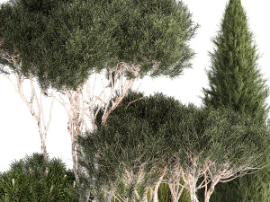 Beautiful plants alpine hill pine bonsai bushes grass 1339 3D Model