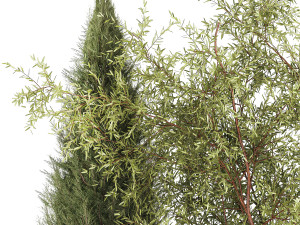 Beautiful plants for the garden of thuja pine bonsai bushes grass 1340 3D Модель