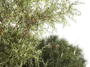 Beautiful plants for the garden of thuja pine bonsai bushes grass 1340 3D Модель