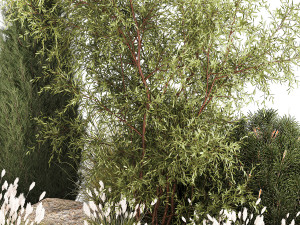 Beautiful plants for the garden of thuja pine bonsai bushes grass 1340 3D Модель