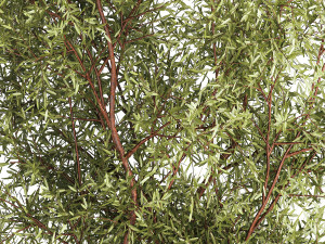 Beautiful plants for the garden of thuja pine bonsai bushes grass 1340 3D Модель