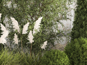 Beautiful garden of thuja cypress topiary bushes grass 1341 3D-Modell