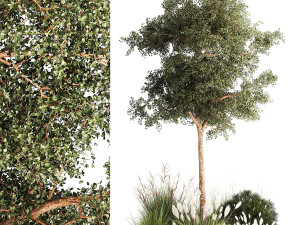 Beautiful garden made of topiary tree bushes grass 1342 Modelo 3D