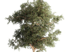 Beautiful garden made of topiary tree bushes grass 1342 3D Model