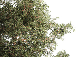 Beautiful garden made of topiary tree bushes grass 1342 3D 模型