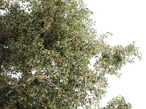 Beautiful garden made of topiary tree bushes grass 1342 3D Model