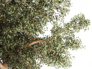 Beautiful garden made of topiary tree bushes grass 1342 3D 模型