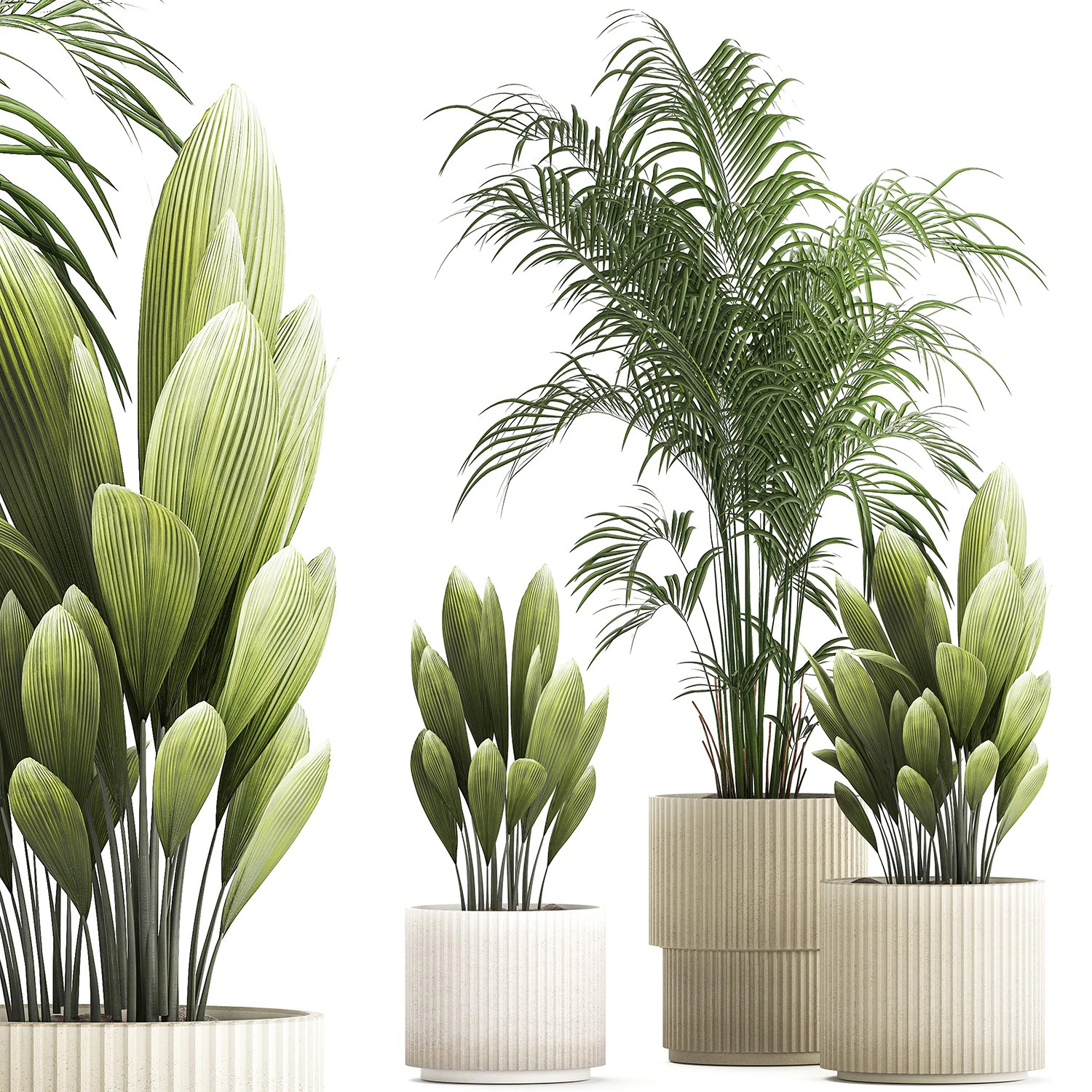 Beautiful palm plants and bushes in flower pots 1343 3D Model .c4d .max .obj .3ds .fbx .stl .blend